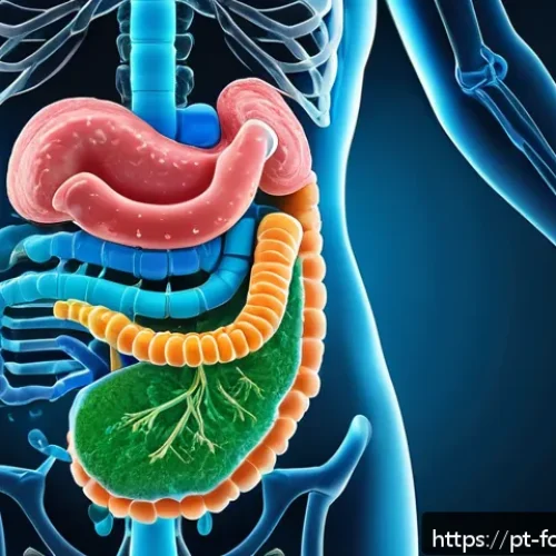 Home 30 인공 감미료와 건강 이슈 - A detailed scientific illustration showing the human digestive system with a focus on the gut microb...